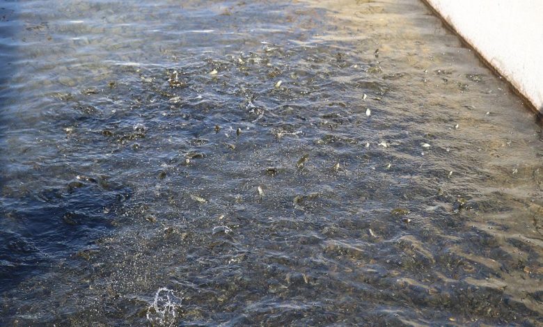 Erzincan’da alabalık üretimi yaygınlaşıyor Erzincan’da alabalık üretimi yaygınlaşıyor