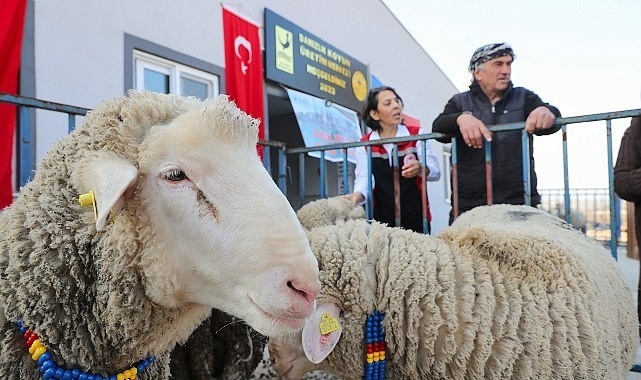 Aliağa Belediyesi’nden Üreticilere Koç Desteği Aliağa Belediyesi’nden Üreticilere Koç Desteği