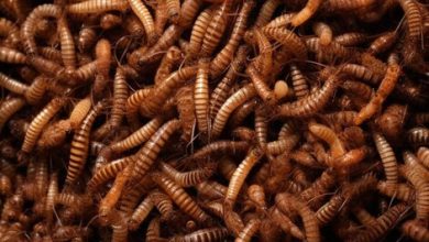 Doğal Canlı Yem Çözümleri Doğal Canlı Yem Çözümleri