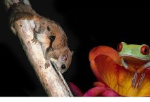 3 Bölümden Oluşan ‘Doğanın En Tuhafları’,   18 Ocak Pazar 20.00’de İlk İki Bölümüyle  National Geographic WILD Ekranlarında!